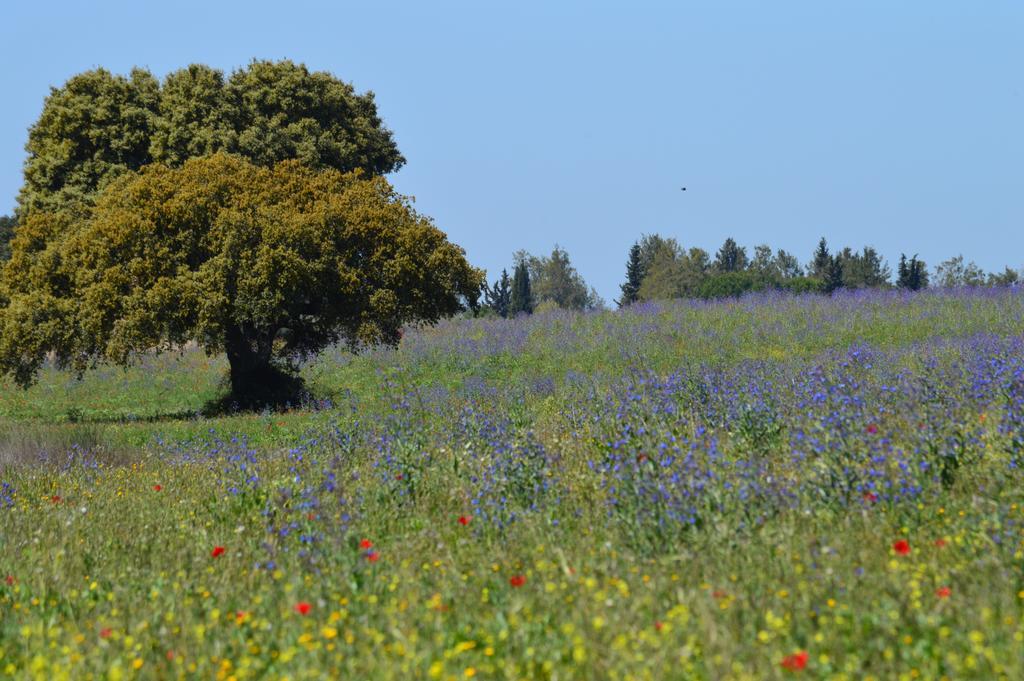 Monte Chalaca - Turismo Rural Ferreira Do Alentejo Εξωτερικό φωτογραφία