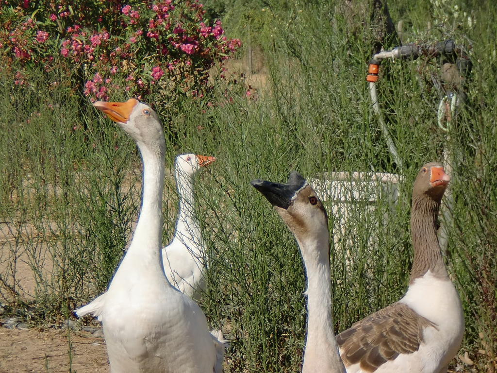 Monte Chalaca - Turismo Rural Ferreira Do Alentejo Εξωτερικό φωτογραφία
